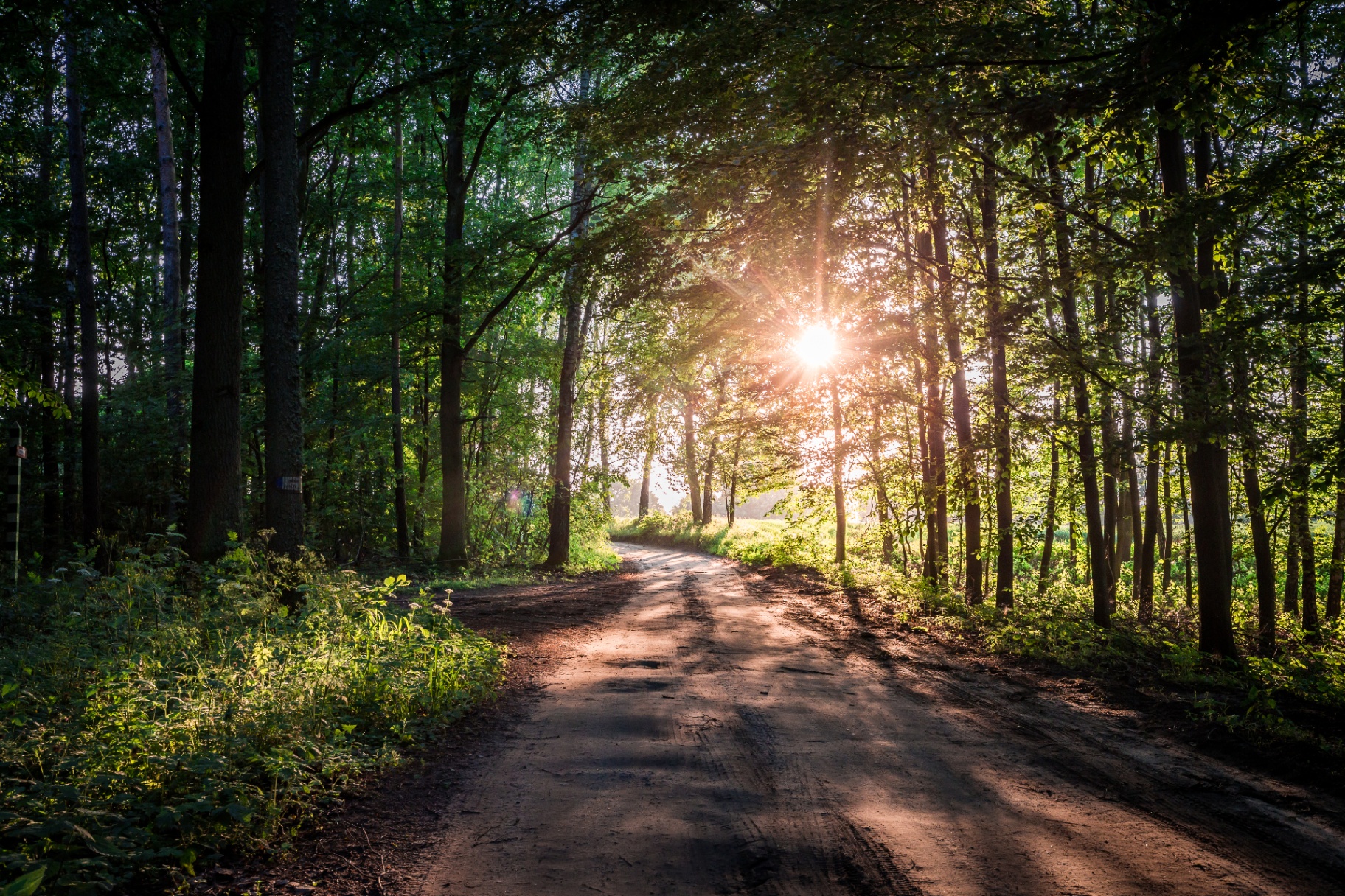 A pathway through the woods to the sun beyond